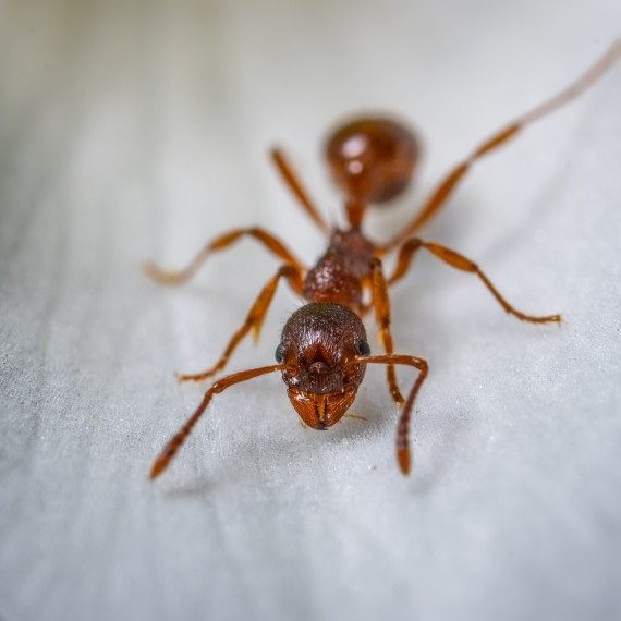 Field Ants, Pest Control in Warlingham, Chelsham, CR6. Call Now! 020 8166 9746
