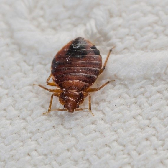 Bed Bugs, Pest Control in Warlingham, Chelsham, CR6. Call Now! 020 8166 9746