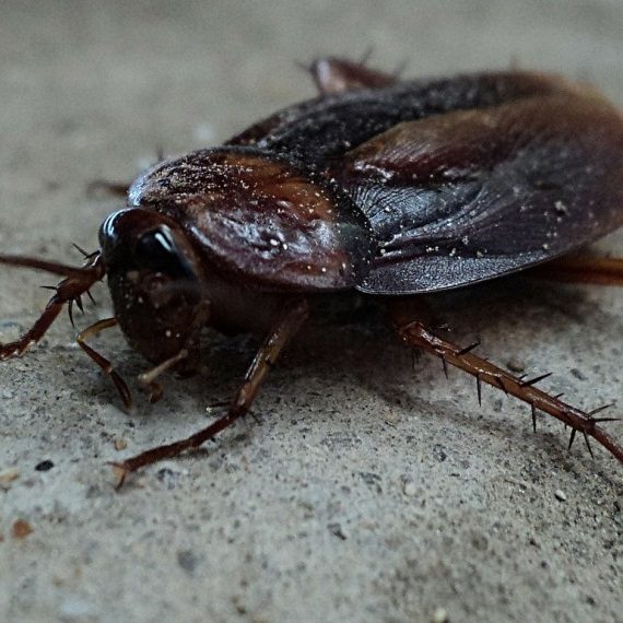 Cockroaches, Pest Control in Warlingham, Chelsham, CR6. Call Now! 020 8166 9746