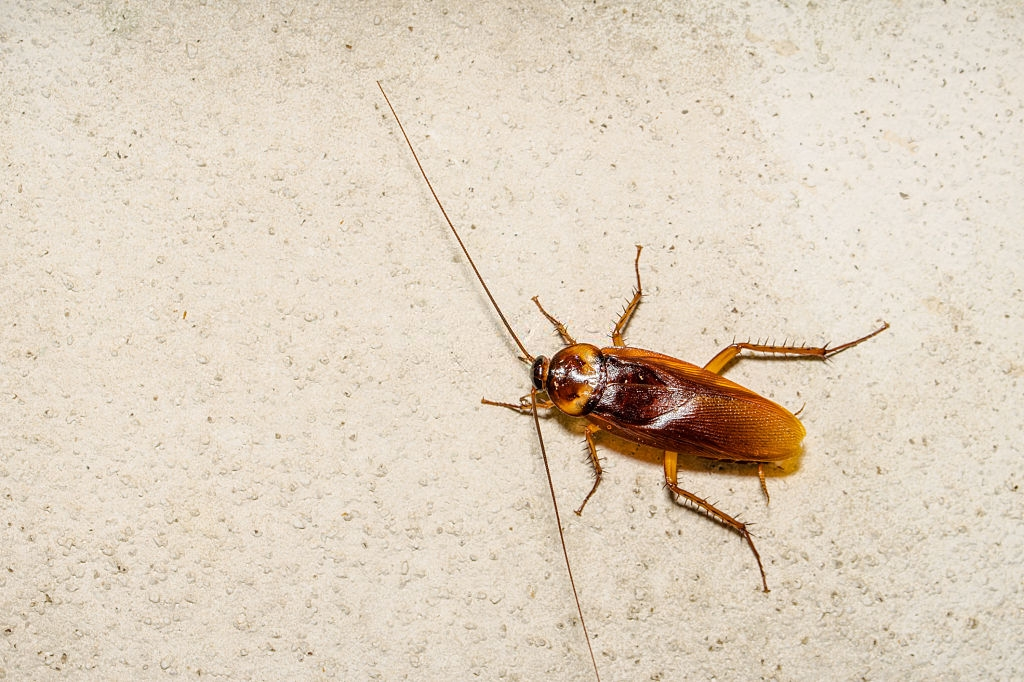 Cockroach Control, Pest Control in Warlingham, Chelsham, CR6. Call Now 020 8166 9746