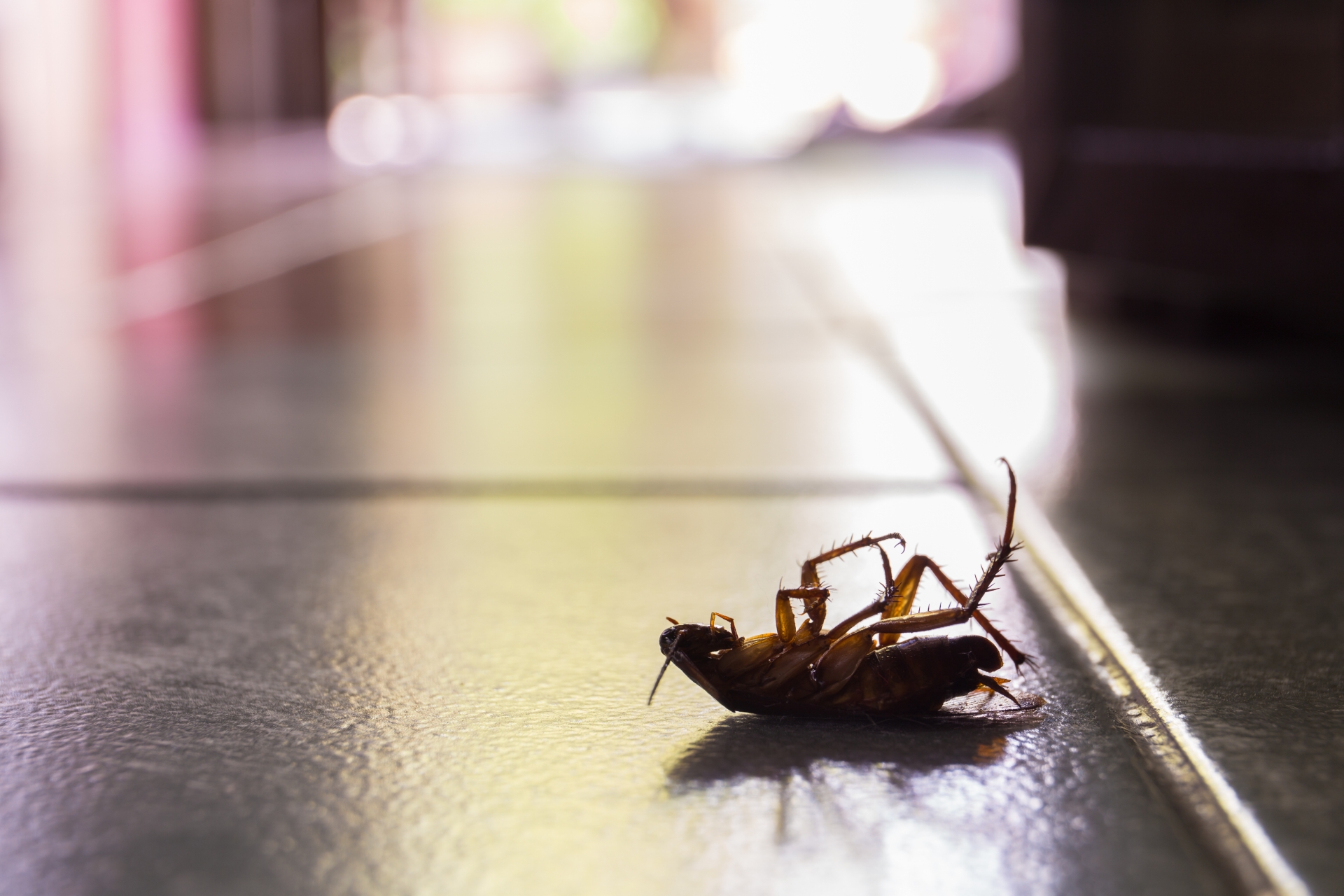 Cockroach Control, Pest Control in Warlingham, Chelsham, CR6. Call Now 020 8166 9746