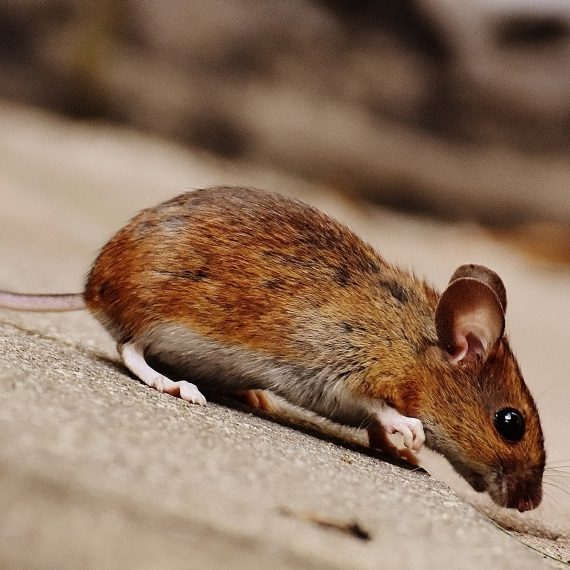 Mice, Pest Control in Warlingham, Chelsham, CR6. Call Now! 020 8166 9746