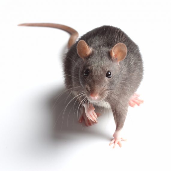 Rats, Pest Control in Warlingham, Chelsham, CR6. Call Now! 020 8166 9746