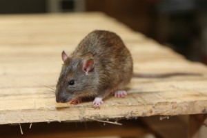 Rodent Control, Pest Control in Warlingham, Chelsham, CR6. Call Now 020 8166 9746