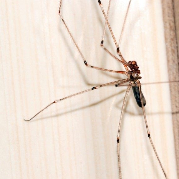 Spiders, Pest Control in Warlingham, Chelsham, CR6. Call Now! 020 8166 9746