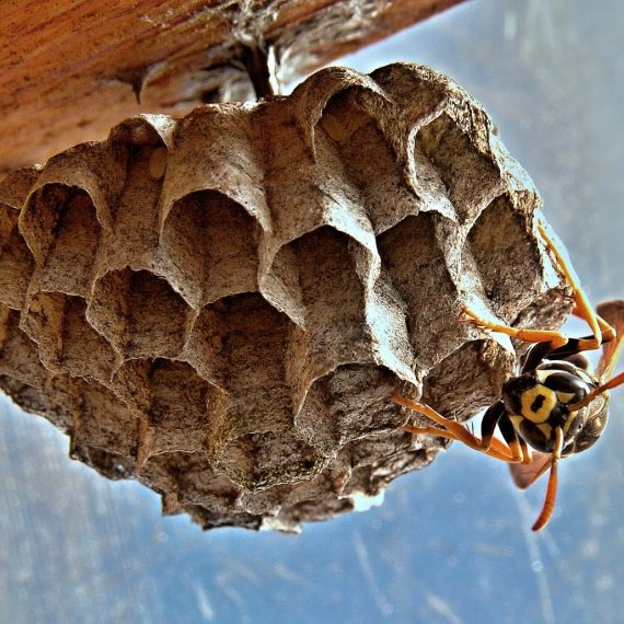 Wasps Nest, Pest Control in Warlingham, Chelsham, CR6. Call Now! 020 8166 9746