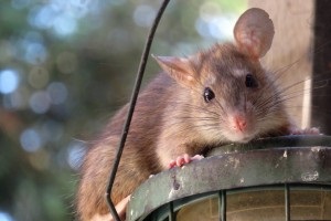 Rat Infestation, Pest Control in Warlingham, Chelsham, CR6. Call Now 020 8166 9746