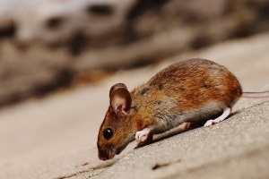 Mice Exterminator, Pest Control in Warlingham, Chelsham, CR6. Call Now 020 8166 9746