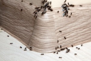 Ant Control, Pest Control in Warlingham, Chelsham, CR6. Call Now 020 8166 9746