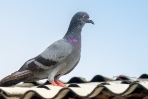 Pigeon Control, Pest Control in Warlingham, Chelsham, CR6. Call Now 020 8166 9746